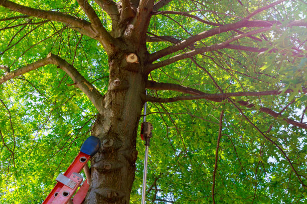 Palm Tree Trimming in Windsor, IL